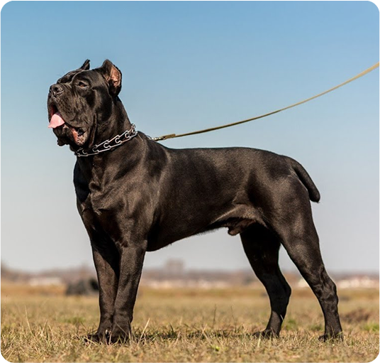 about-terrier-1