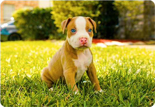 about-terrier-2